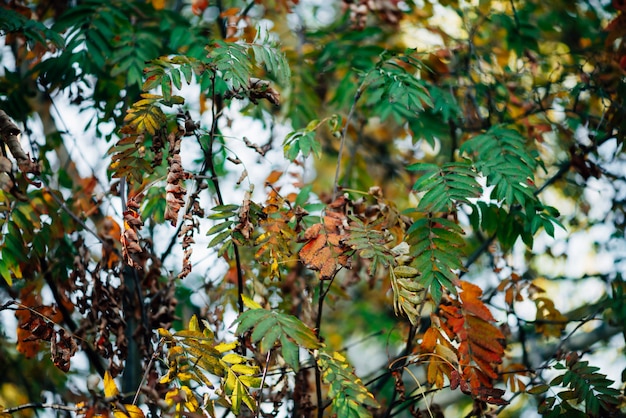 La sorba selvaggia si ramifica nella foresta di autunno sul fondo del bokeh del cielo.