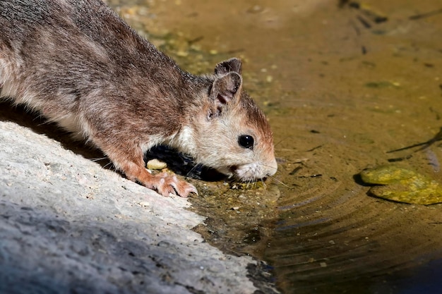 La specie di scoiattolo rosso o scoiattolo comune di sciuromorfo roditore della famiglia Sciuridae