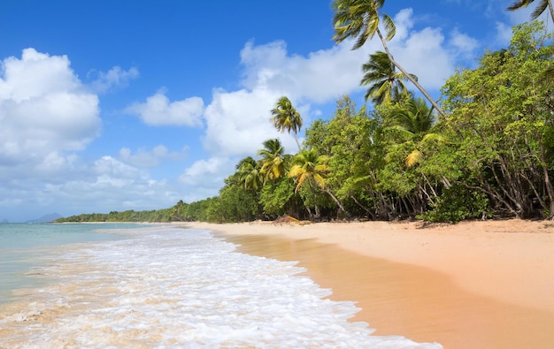 La spiaggia caraibica dell'isola della Martinica