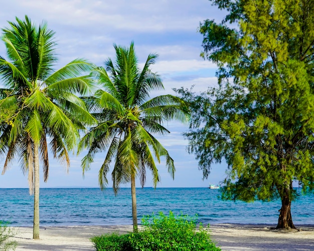 La spiaggia di Sihanoukville, le palme e il mare blu.