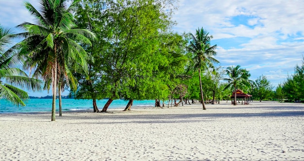 La spiaggia di Sihanoukville, le palme e il mare blu.