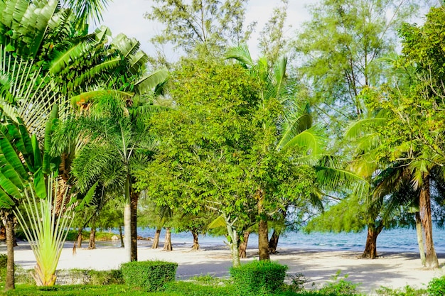 La spiaggia di Sihanoukville, le palme e il mare blu.