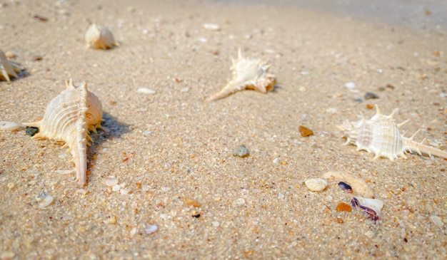 La spiaggia sabbiosa in riva al mare è uno spettacolo da vedere con soffice sabbia dorata ti fa sentire riposato