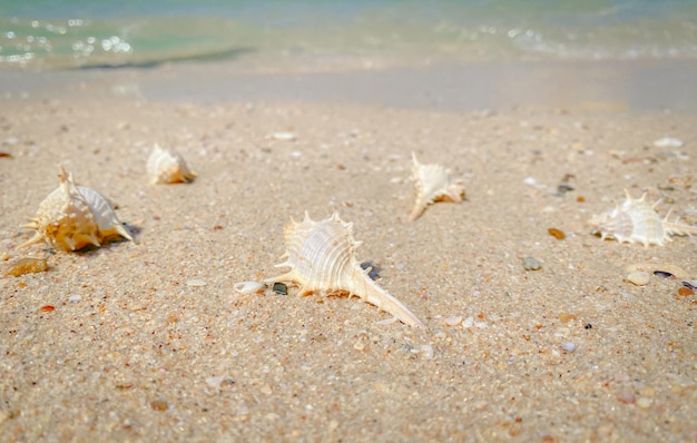 La spiaggia sabbiosa in riva al mare è uno spettacolo da vedere con soffice sabbia dorata ti fa sentire riposato