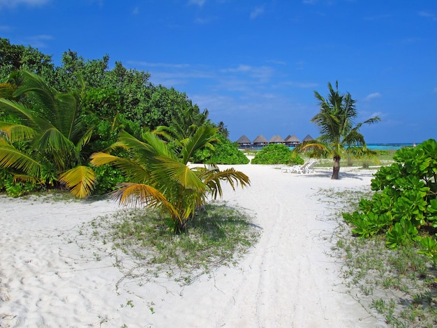 La spiaggia sulle Maldive Oceano Indiano North Ari atoll