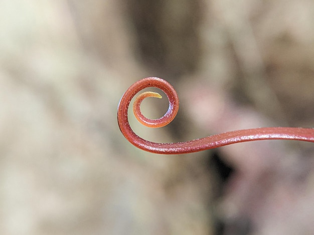 La spirale colorata fronda arricciata di una nuova felce