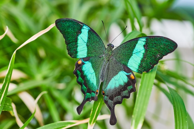 La splendida farfalla di coda di rondine di smeraldo si poggia con le ali aperte su foglie di erba