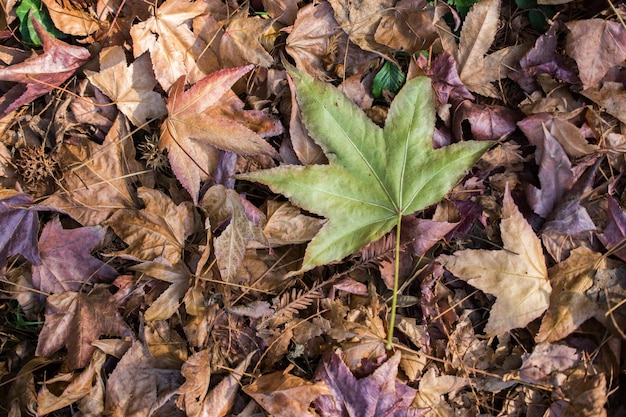 la stagione autunnale secca lascia in vista