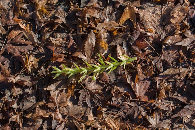 la stagione autunnale secca lascia in vista