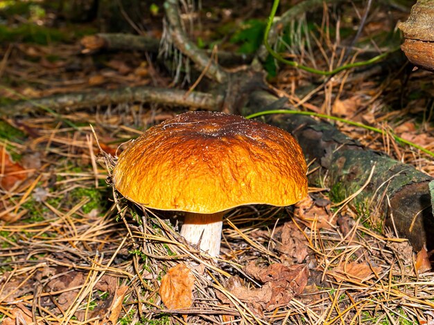 La stagione della raccolta dei funghi porcini nel bosco