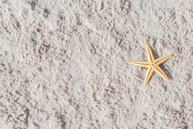 La stella marina dorata su una spiaggia sabbiosa