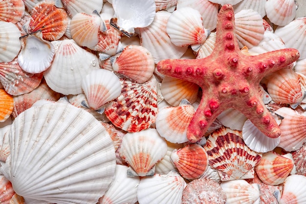 La stella marina giace su diverse conchiglie Uno schema dal fondale marino Vista dall'alto Cartolina del mare