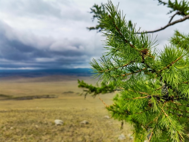 La steppa di Tazheran vicino al lago Baikal in una giornata estiva prima di un temporale in Russia