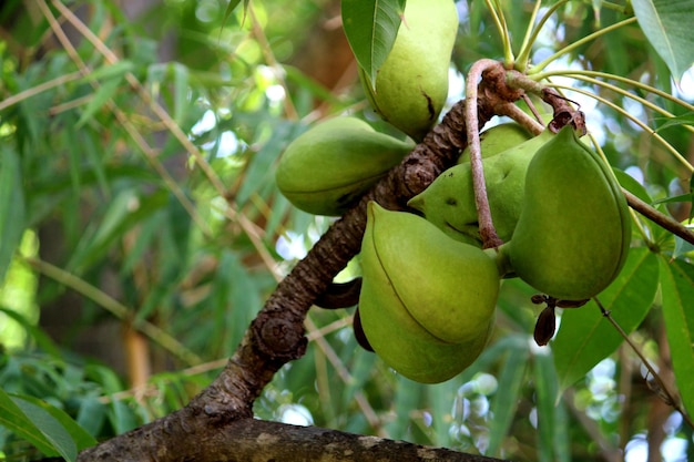 La Sterculia foetida fruttifica l'albero di Poon bastardo