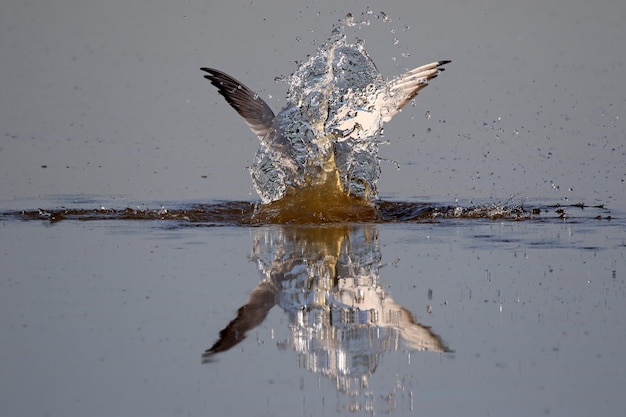 La sterna del Caspio spruzza l'acqua nel lago