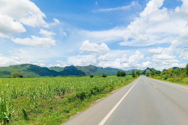 La strada attraverso la canna da zucchero fino alla distanza attraverso la canna da zucchero