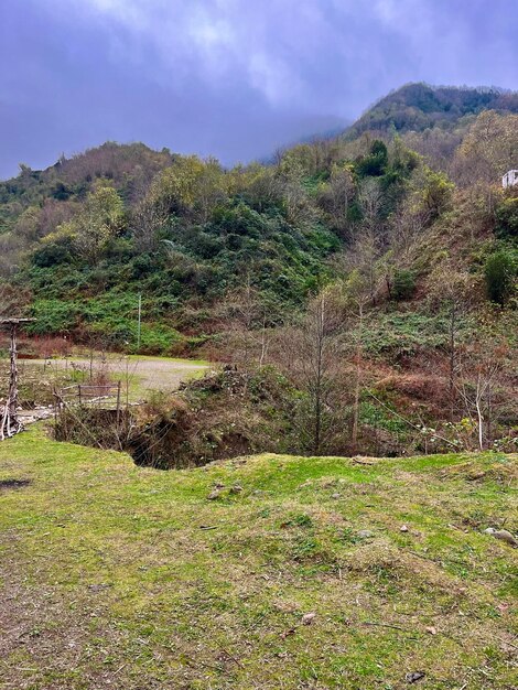 La strada che conduce nella foresta