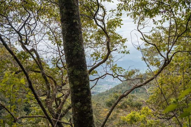 La strada che va nella foresta profonda quando è primavera