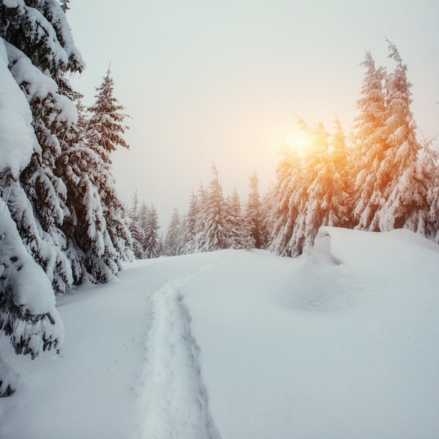 La strada d'inverno Mondo della bellezza. Carpazi, Ucraina, Europa.