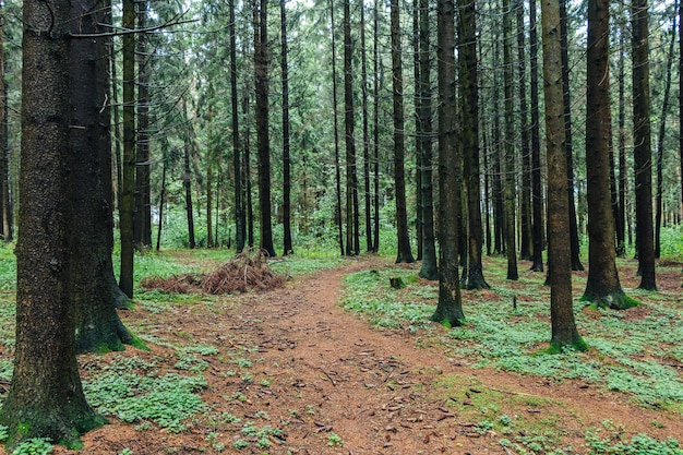 La strada dei tronchi d'albero della foresta verde nella foresta di alberi di pino lascia il paesaggio della natura