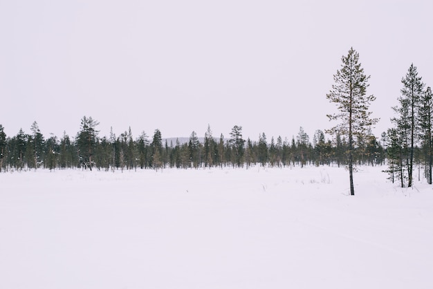 La strada e gli alberi di inverno con neve e le alpi abbelliscono