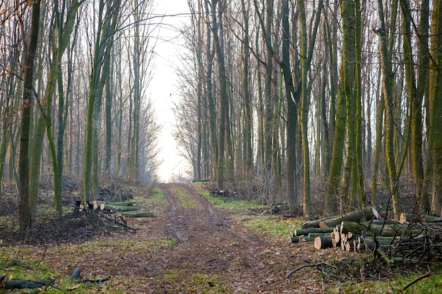 La strada è nella foresta primaverile, l'abbattimento della foresta