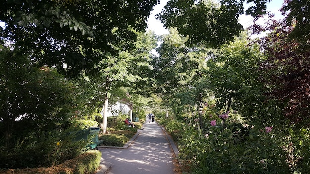 La strada in mezzo agli alberi