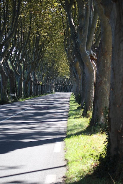 La strada in mezzo agli alberi