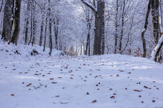 La strada innevata attraversa la foresta