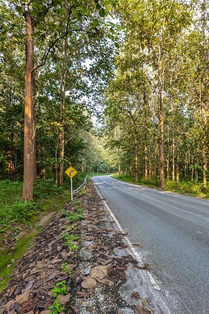 La strada, la foresta di teak e la luce del mattino