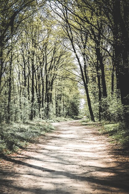 La strada nel bosco all'inizio della primavera con foglie traslucide e alberi alti e snelli, il filtro