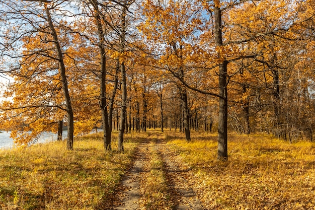 La strada nel bosco di querce gialle in autunno