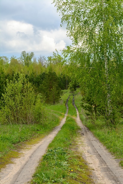 La strada nel bosco