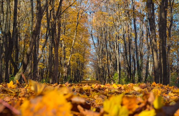 La strada nel parco nel tardo autunno.