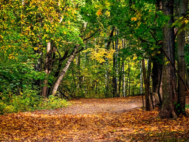 La strada nella foresta autunnale è ricoperta di foglie d'acero. Paesaggio autunnale.