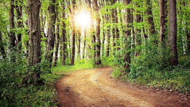 La strada nella foresta primaverile, che è illuminata dal sole della sera