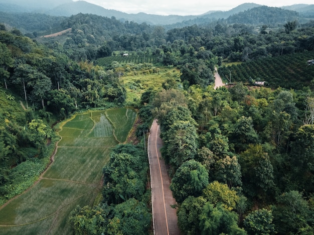 La strada per i terreni agricoli e i campi nel verde della foresta.