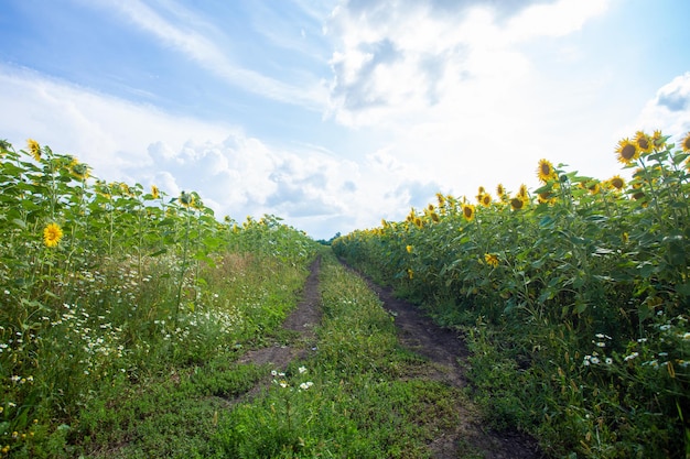 La strada per il campo di girasoli Foto di alta qualità