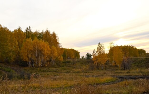 La strada per la foresta d'autunno Primo piano delle foglie d'autunno