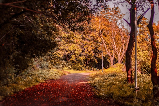 la strada più bella di