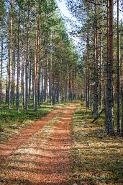 La strada rurale attraversa la foresta di pini in autunno Carelia Russia