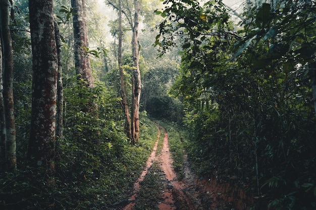 La strada sterrata entra nella foresta pluviale al mattino, strada forestale