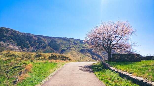 la strada sterrata in montagna con l'albero in fiore