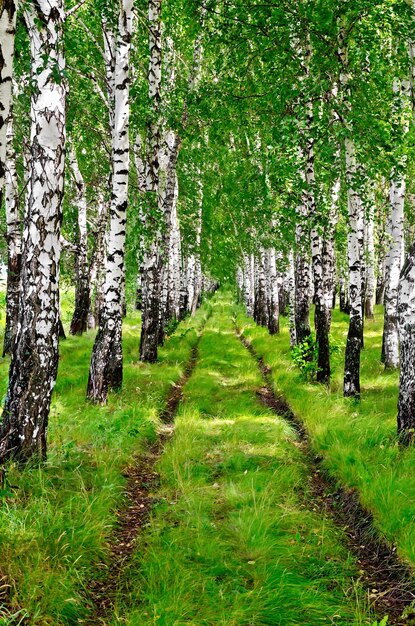 La strada sterrata tra i filari di betulle con steli bianchi e foglie verdi