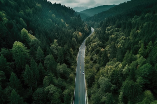 la strada taglia diagonalmente una foresta