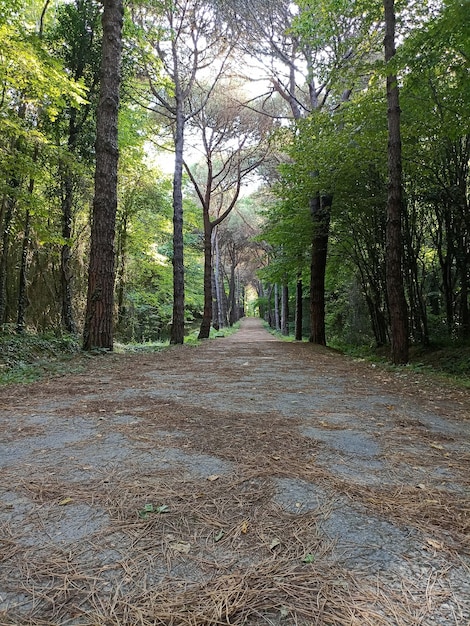 La strada tra i boschi foglie ingiallite cadute a terra tempo d'autunno