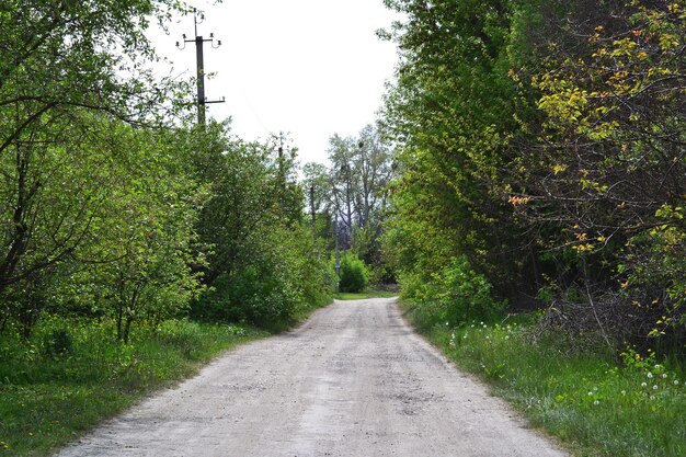 La strada tra i grandi alberi verdi del giardino