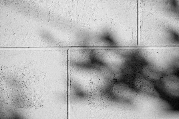 La struttura astratta in bianco e nero del fondo delle ombre frondeggia su un muro di cemento