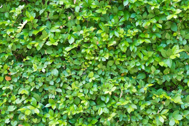 La struttura del fogliame di piante verdi con foglie minuscole può essere utilizzata come sfondo della natura o concetto di flora