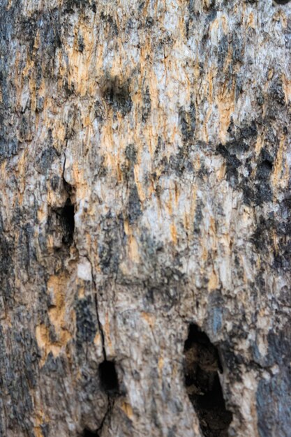 la struttura della corteccia d'albero da vicino per lo sfondo Sfondo di legno